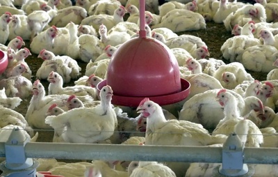 Com foco de gripe aviária no RS, Minas Gerais descarta 450 toneladas de ovos de granja