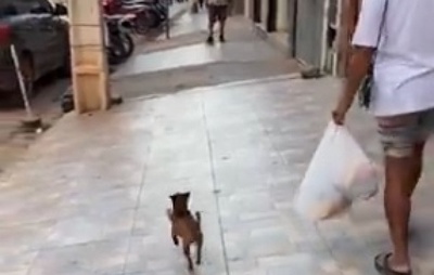 Cachorro vira personagem de ruas de cidade baiana por carregar saco de ração durante compras de tutora