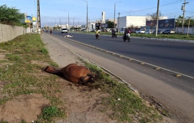 Animais soltos são atropelados em avenida de Feira de Santana; um morre e outro deve ser sacrificado