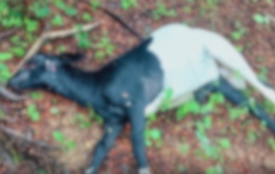 Cães invadem propriedade e deixam sete animais mortos em Quixabeira
