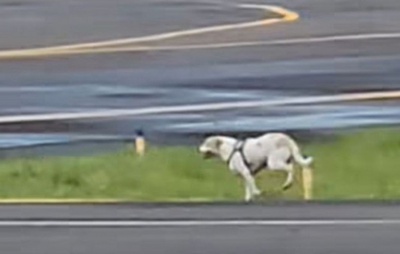 VÍDEO: Cachorro invade pista e atrapalha pouso em aeroporto na Bahia