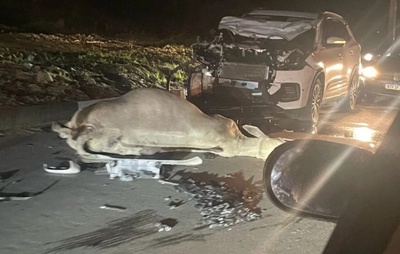 Carro colide com boi em avenida de Feira de Santana; moradores relatam riscos frequentes