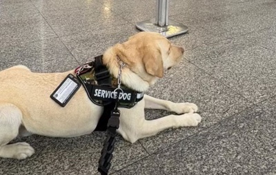 Justiça marca audiência após TAP negar embarcar cão de criança autista