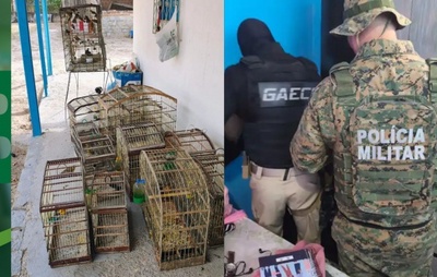 Operação Fauna Protegida: Traficantes de aves silvestres são desarticulados na Bahia
