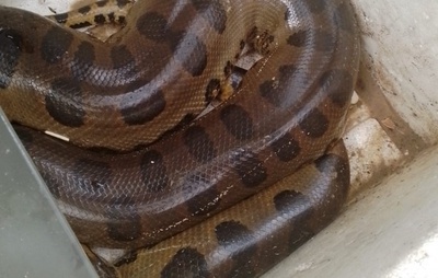 Sucuri é flagrada em praia do Extremo Sul baiano; cobra foi resgatada por morador