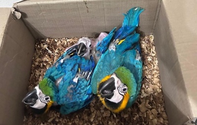 Homem é preso por transporte ilegal de animais silvestres em Feira de Santana