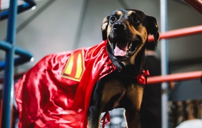 Bahia entra em campo com cães disponíveis para adoção em ação inspirada no "Superman"