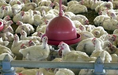 Uruguai e Chile suspendem importação de frango brasileiro após caso de gripe aviária