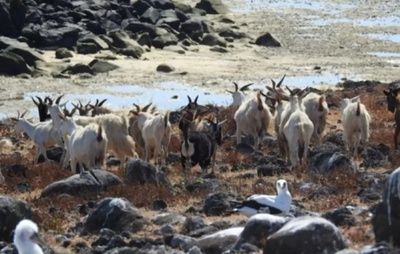 Cabras isoladas por 200 anos na Bahia chamam atenção de cientistas; entenda