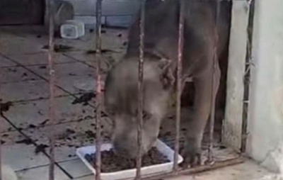 Cães vítimas de maus-tratos são resgatados em Feira; tutor será investigado