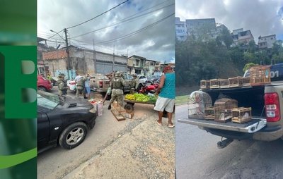 Polícia Ambiental resgata 69 aves silvestres e prende suspeitos de comércio ilegal em Salvador