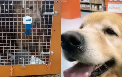 Senadores aprovam novas regras para transporte de animais com projeto que avançou após a morte do cão Joca