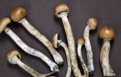 Composto de cogumelos mágicos pode trazer benefícios para pessoas com câncer e depressão grave, diz ensaio clínico