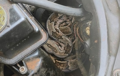 Serpente é resgatada de motor de carro por policiais da Coppa em Arembepe