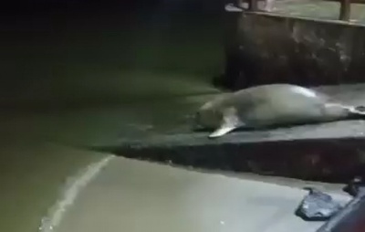 Turista inesperado: Elefante-marinho é visto em nova região da Bahia