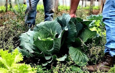 BNDES Bioinsumos: R$ 60 milhões para cooperativas da agricultura familiar impulsionarem bioinsumos acessíveis