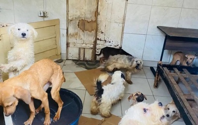 Mulher mantém mais de 60 animais em condições insalubres e é notificada em Feira de Santana