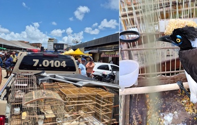 Coppa resgata 105 aves silvestres em operação contra comércio ilegal na RMS