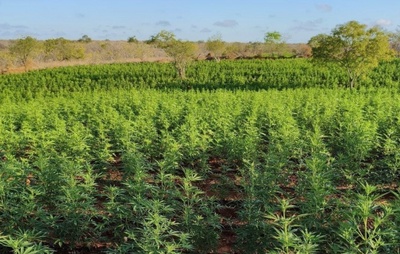 Operação Integrada: PM, CIPE Caatinga e PF erradicam 200 mil pés de maconha em Curaçá e Abaré