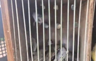 PM resgata 51 aves silvestres em Feira de Santana