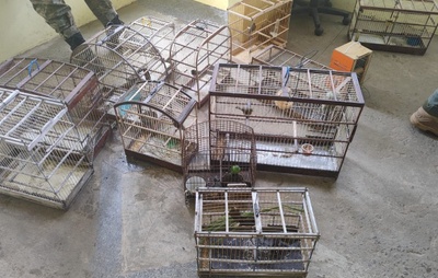 Polícia Ambiental apreende 35 aves silvestres em feira de Dias d'Ávila