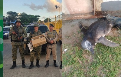 Pinguim Resgatado em Vera Cruz: Fenômeno de Migração Avança pelo Nordeste
