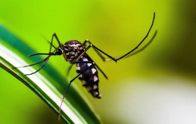 Surto de chikungunya e outras doenças transmitidas por mosquitos é registrado na Europa