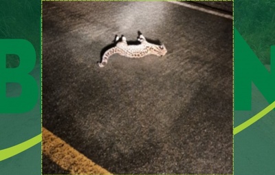 Jaguatirica morre atropelada na BR-420 no Vale do Jiquiriçá