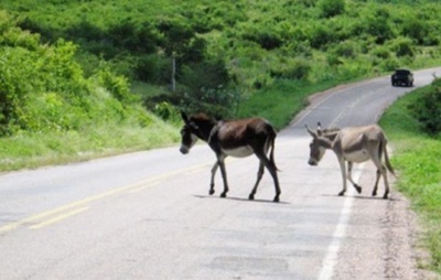 MP-BA recomenda apreensão de animais soltos na Rodovia BA- 120