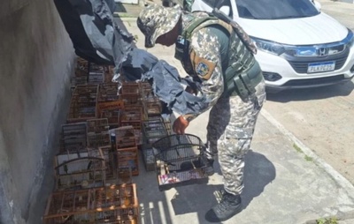 Salvador: Guarda Civil e IBAMA desarticulam criadouros clandestinos e apreendem 66 animais silvestres