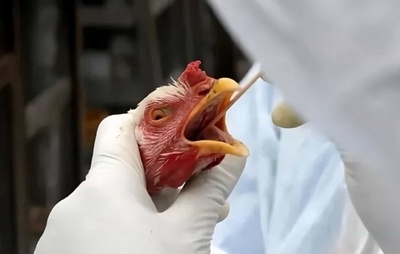 Uruguai, México e Chile suspendem importação de frango brasileiro após caso de gripe aviária