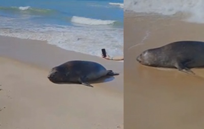 VÍDEO: Suposto leão-marinho é visto no litoral sul de Porto Seguro