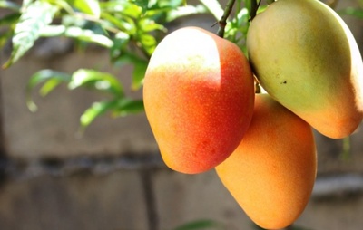 Manga fica de fora de lista de exceções do tarifaço de Trump; fruta é o principal produto exportado pela Bahia aos EUA