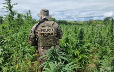 PF erradica 255 mil pés de maconha e evita a produção de 85 toneladas da droga