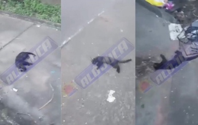 Salvador: Sete Gatos Pretos Encontrados Mortos na Baixa de Quintas; Moradores Suspeitam de Crime
