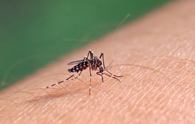 Dengue em alta na Bahia: casos aumentam mais de 400% em um ano