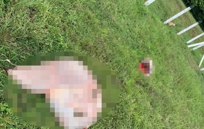 Bois são mortos e carne é furtada após invasão em fazenda na Bahia