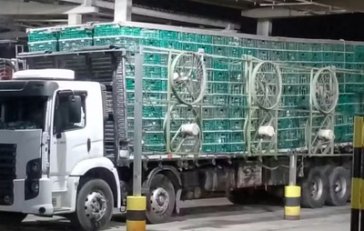 PRF apreende na Bahia caminhão que transportava 2 mil frangos vivos de forma ilegal