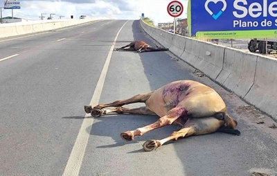 Quatro animais de grande porte são atropelados em menos de uma semana em Feira de Santana