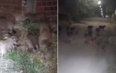 Capivaras em Guanambi: Rebanho invade ruas e acende alerta para segurança e conservação