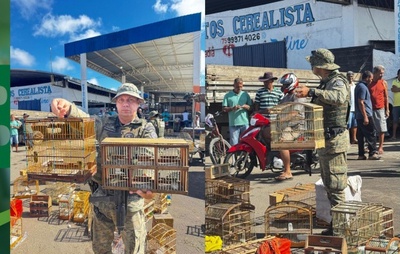 Polícia Militar resgata 106 aves silvestres em operação contra tráfico em Alagoinhas