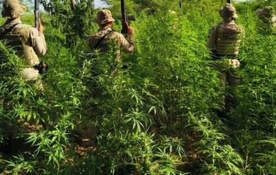 Plantação com 26.500 pés de maconha é erradicada pela polícia no norte baiano