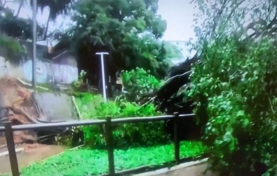 Árvore de grande porte cai no Dique do Tororó e interdita via em Salvador