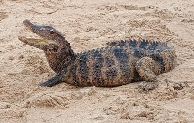 Jacaré é Resgatado por Policiais Militares na Praia de Patamares