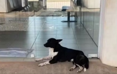 Cachorro 'TCO' vira mascote e símbolo de solidariedade em delegacia baiana